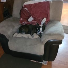 Boston Terriers from Kim's Boston Terriers