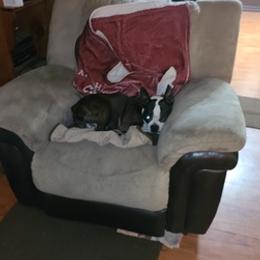 Boston Terriers from Kim's Boston Terriers