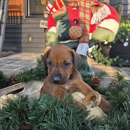 Adso  Purple Collar - Rd whtn blk nose male Rhodesian Ridgeback puppy in Gaffney, South Carolina from Circle D Farms