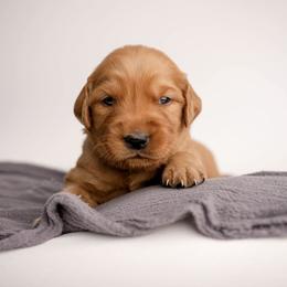Hersey - Dark golden male Golden Retriever puppy in Buhl, Idaho from Atkinson's Goldens