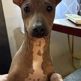 Oogie - Black sable red male American Hairless Terrier puppy in Cleveland, Texas from Poise Aussies & American Hairless Terriers