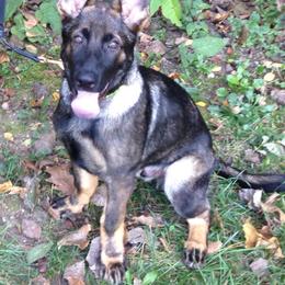 German Shepherd Puppies from Haus Kriegerhund