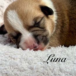 Luna - White and red female Pembroke Welsh Corgi puppy in Boones Mill, Virginia from Cahas Corgis of Virginia
