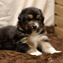 Australian Shepherd and Miniature Schnauzer Puppies from Dustyn Watson