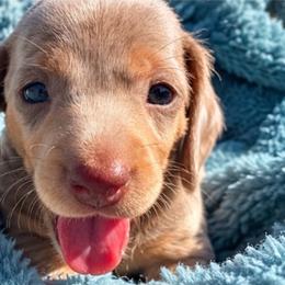 Charlie - Dapple male Dachshund puppy in Cottage Grove, Oregon from Freckled Roots Farm Dachshunds