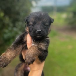 Grey - Black and red male German Shepherd puppy in Pickens, South Carolina from Von Maqqedah Haus German Shepherds