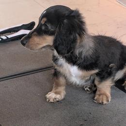 Big Island's Little Weiners Ha'a Koa At U'i Kalapana - Black and cream male Dachshund puppy in Hilo, Hawaii from Big Island’s Little Weiners
