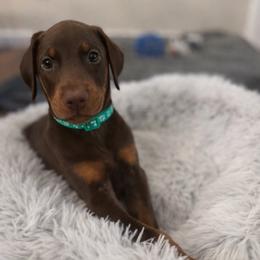Green collar male - Red and rust male Doberman Pinscher puppy in Madison, Indiana from Jensen Dobermans and Dachshunds