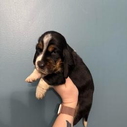 Lord Voldemort - Black white and brown male Basset Hound puppy in Leroy, Michigan from Iron Sentry Farms