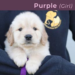 Purple (male) - Golden male Golden Retriever puppy in Mills River, North Carolina from Appalachian Dog Training LLC