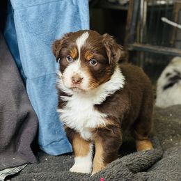 Dior - Red tri-color female Australian Shepherd puppy in Ashland, Ohio from SS Australian Shepherds