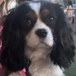 Piper - Cavalier King Charles Spaniel