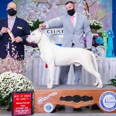 "Grand CH Dogo Argentino Terremoto Bravoure " Dogo Argentino Puppies from Legend Dogos Dogo Argentinos