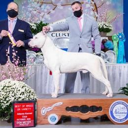 "Grand CH Dogo Argentino Terremoto Bravoure " Dogo Argentino Puppies from Legend Dogos Dogo Argentinos