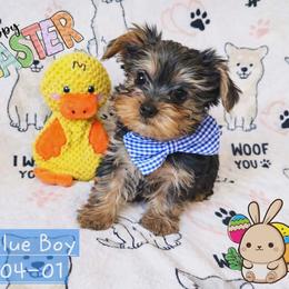 Hopper - Black and gold male Yorkshire Terrier puppy in Nitro, West Virginia from Kathryn's Yorkies