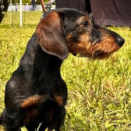 Clyde - Dachshund