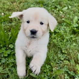 Golden Retriever Puppies from Avalon English Retrievers