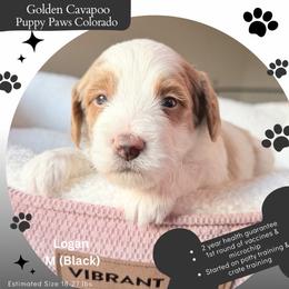Logan - Blenheim male Cavapoo puppy in Fort Lupton, Colorado from Puppy Paws Colorado