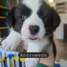 Andromeda - Black and white female Cardigan Welsh Corgi puppy in Granite Falls, Washington from Glacier Peak Cardigan Corgis