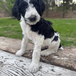 Thistle (Light Purple) - Parti female Poodle puppy in Burwell, Nebraska from Petersen Poodles