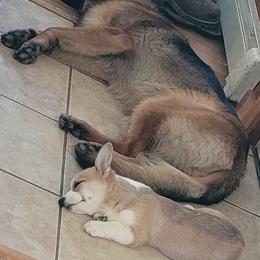 German Shepherd and Pembroke Welsh Corgi Puppies from Muddy Paws Corgis / Von Blake's Gedächtnis German Shepherds