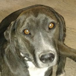 Sugar - Catahoula Leopard Dog