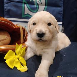 Yellow collar girl - Light golden female Golden Retriever puppy in Rochester, Washington from Grand Mound Goldens
