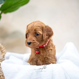 Goldendoodle Puppies from Herrera Family