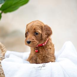 Goldendoodle Puppies from Herrera Family