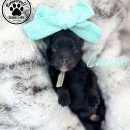 Cancun - Black female Goldendoodle puppy in Anderson, South Carolina from Brinkerhoff Doodle Farm