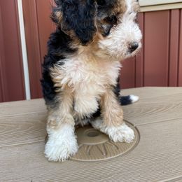 Bernedoodle and Poodle Puppies from Country Ridge Puppies