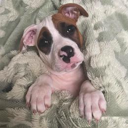 Jasmine - Red sable female American Pit Bull Terrier puppy in Frederick, Maryland from •Wyngate Pits•