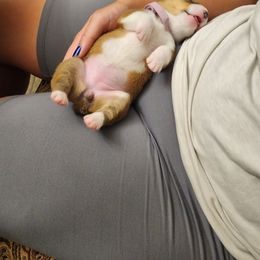 Pembroke Welsh Corgi Puppies from Space Coast Corgi