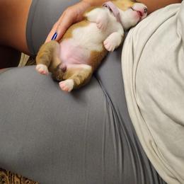 Pembroke Welsh Corgi Puppies from Space Coast Corgi