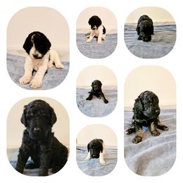 Poodle Puppies from Paw Print Poodles