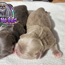 Pekingese Puppies from Color Me Bad Pekingese