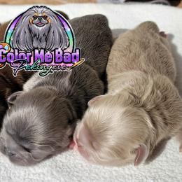 Pekingese Puppies from Color Me Bad Pekingese