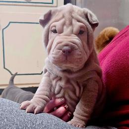 Chinese Shar-Pei Puppies from DCSHARPEI
