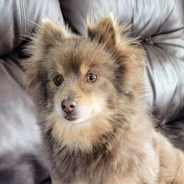 Rose - Pomeranian