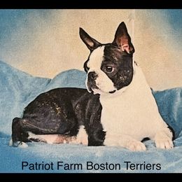 Princess Leia - Boston Terrier