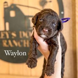 Boy 2 - Chocolate male Labradoodle puppy in Danville, Indiana from Marley’s Doodle Ranch