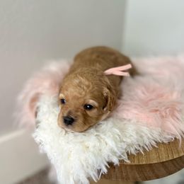 Cavapoo Puppies from Freckles Family Cavapoos