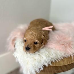 Cavapoo Puppies from Freckles Family Cavapoos