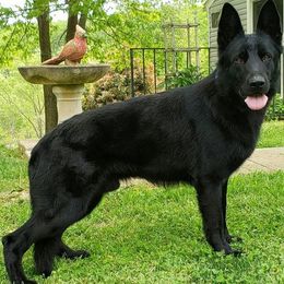 Ace - German Shepherd