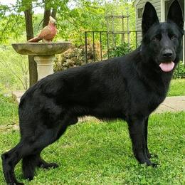 Ace - German Shepherd