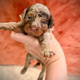 Girl 2 - Merle female Cockapoo puppy in Danielsville, Georgia from Meg's Doodles and Poodles