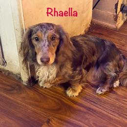 Rhaella - Dachshund