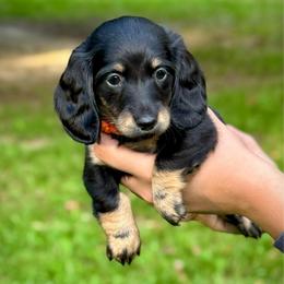 Ahsoka - Black and tan female Dachshund puppy in El Dorado, Arkansas from LovelylilDoxies
