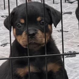 Boy 3 - Black and mahogany male Rottweiler puppy in Lyons, Indiana from White River Rottweilers