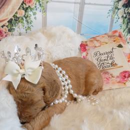 Eloise - Apricot female Poodle puppy in Fountain, Florida from Silva Royale Standard Poodles